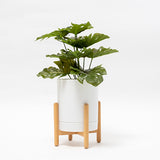 Maceta Ray blanca con pedestal madera