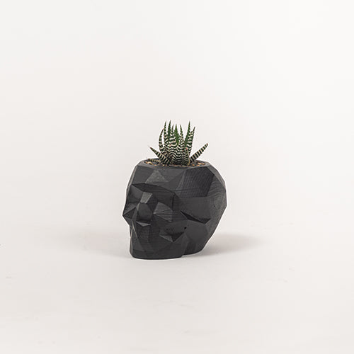 Maceta craneo con planta