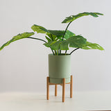 Maceta Ray matcha con pedestal madera
